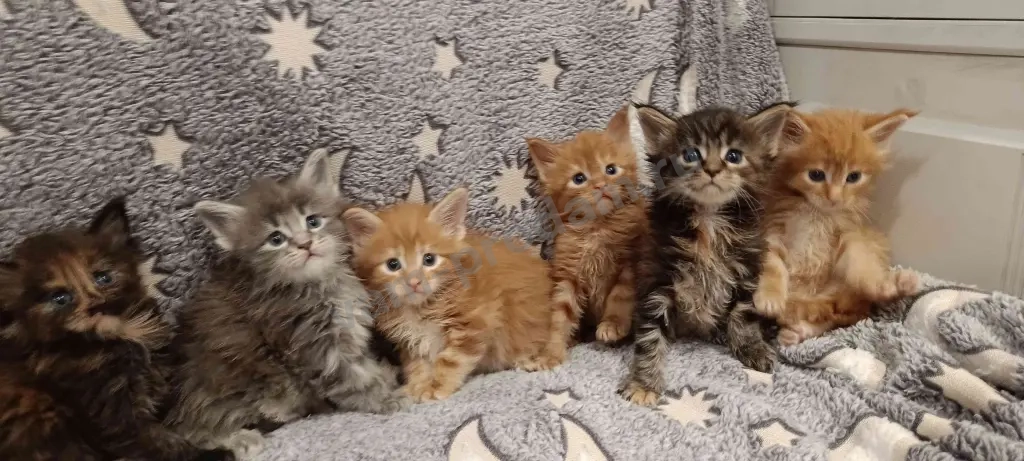 Котята мейн-кун