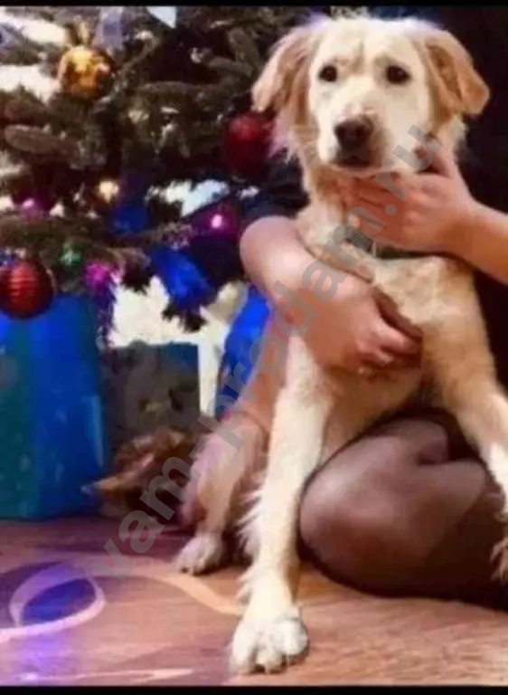 взрослая собака ретривер бесплатно.