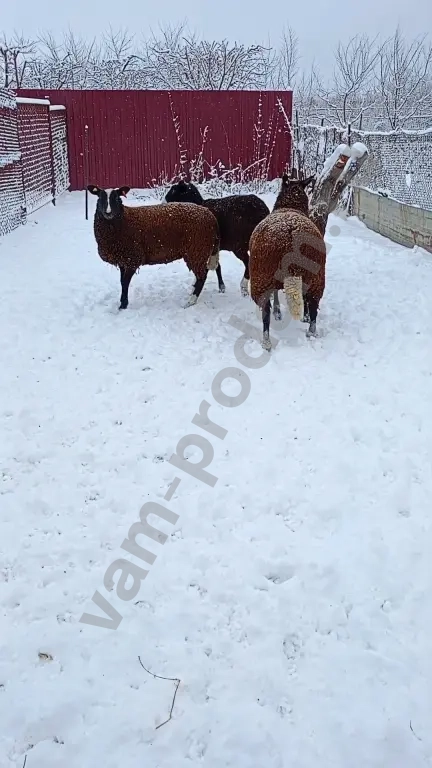 Баран, овцы