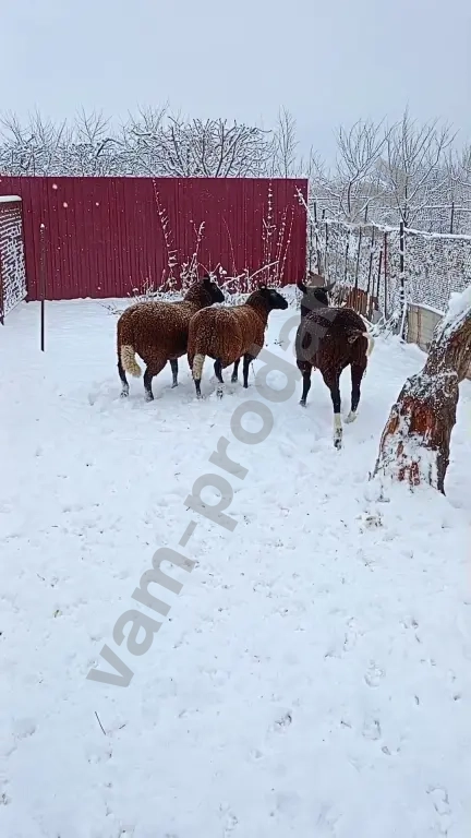 Баран, овцы