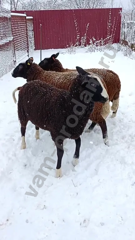 Баран, овцы