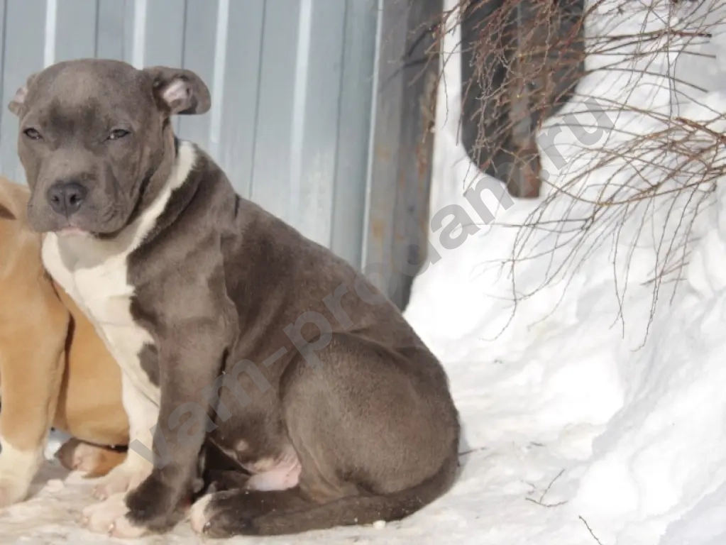 кобель амер канского стаффордширского терьера