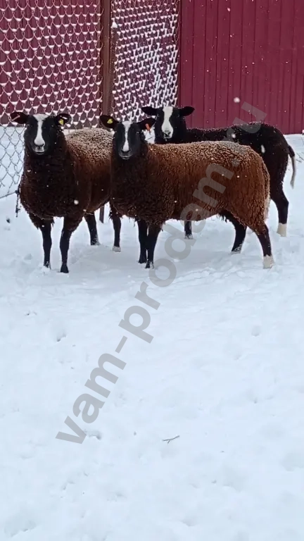 Баран, овцы