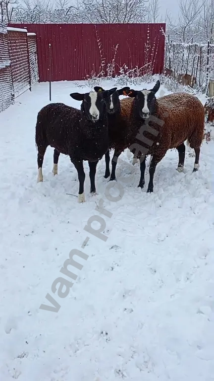 Баран, овцы