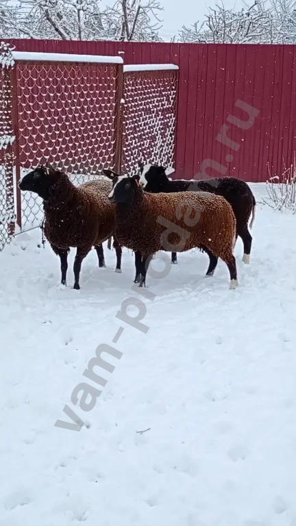 Баран, овцы