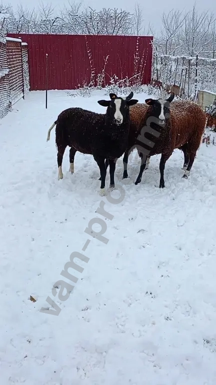 Баран, овцы