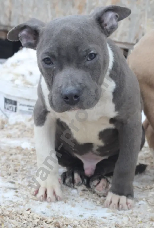 кобель амер канского стаффордширского терьера