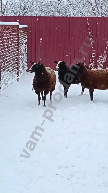 Баран, овцы