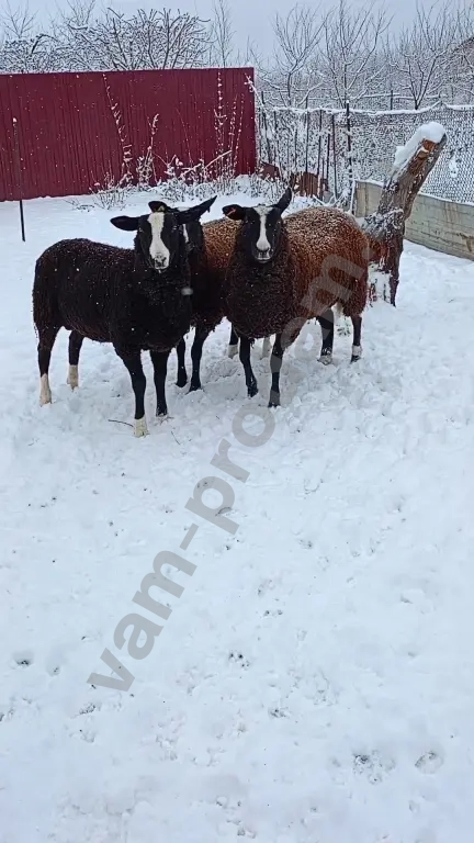 Баран, овцы