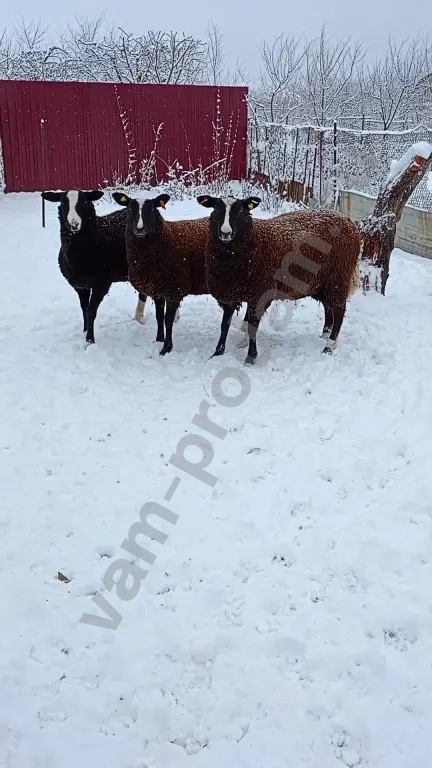 Баран, овцы